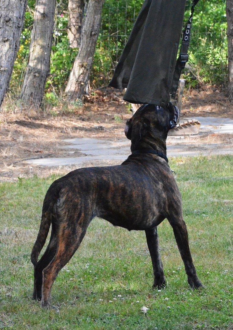 Boxer Bertha billede 4