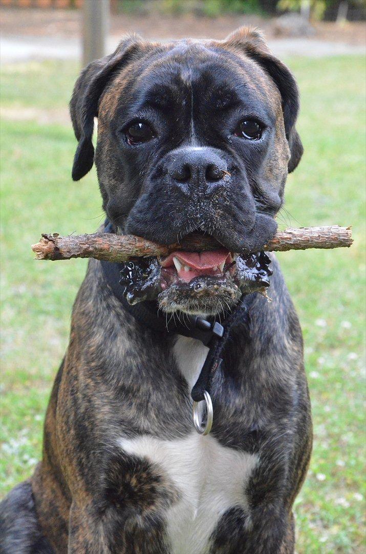 Boxer Bertha billede 5