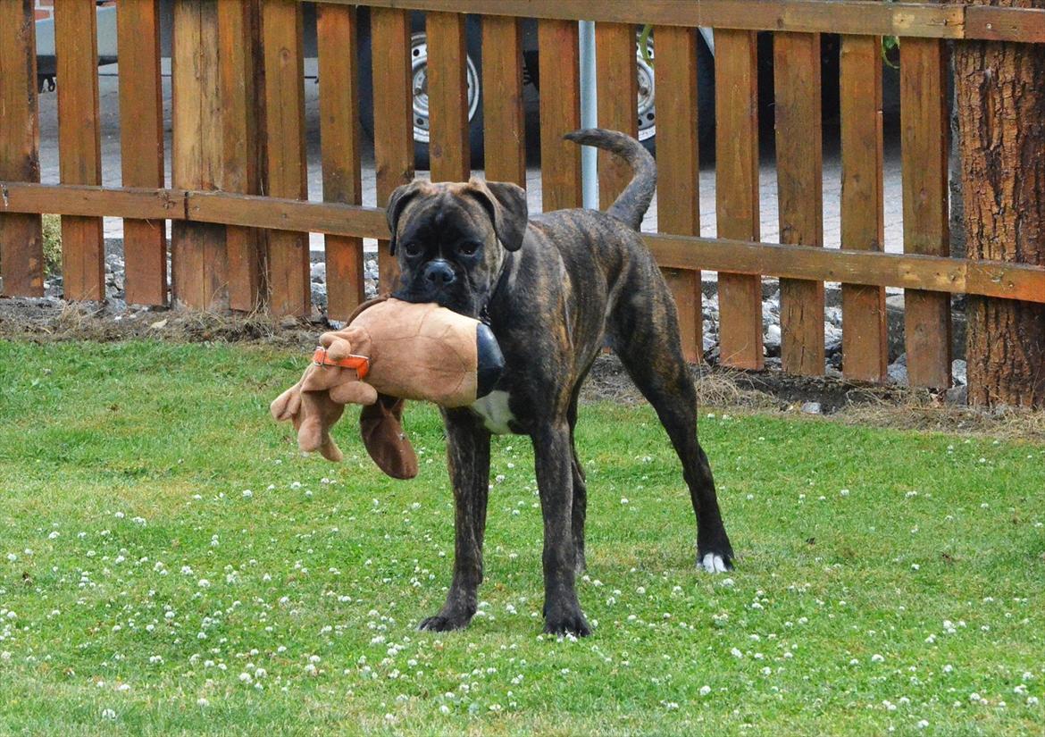 Boxer Bertha billede 6