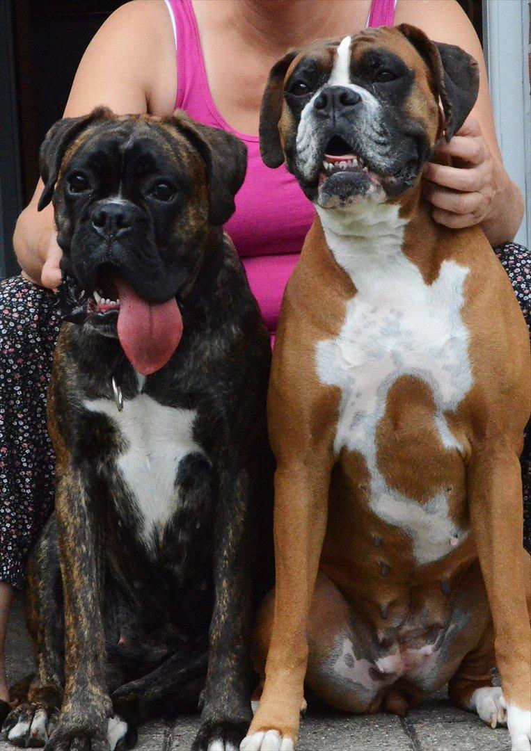 Boxer Bertha billede 7