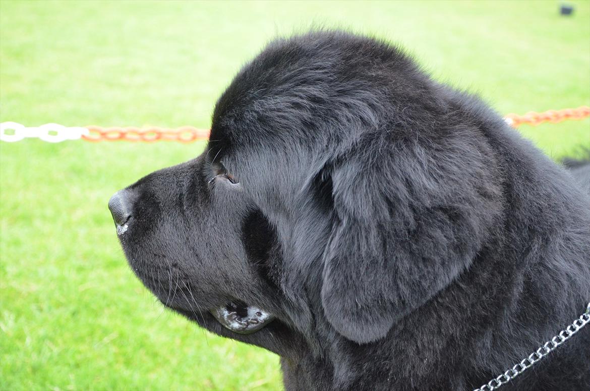 Newfoundlænder Aslan (Newf-line) billede 2