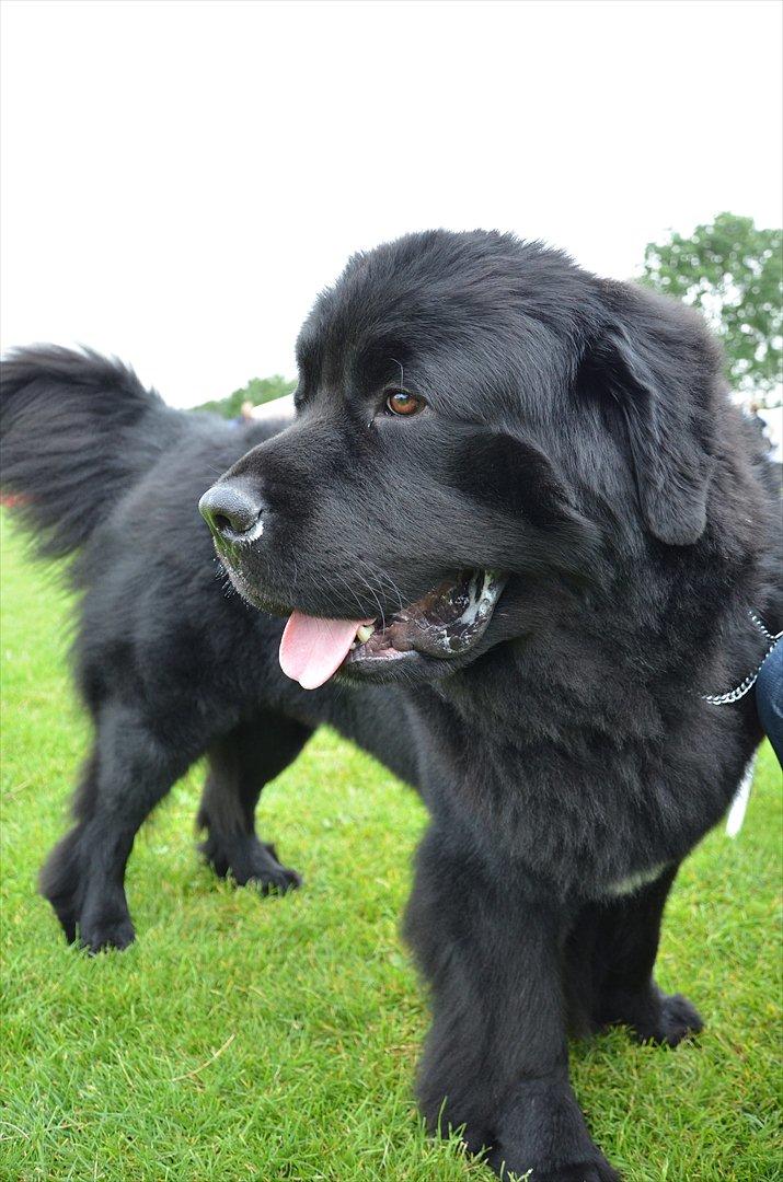 Newfoundlænder Aslan (Newf-line) billede 3