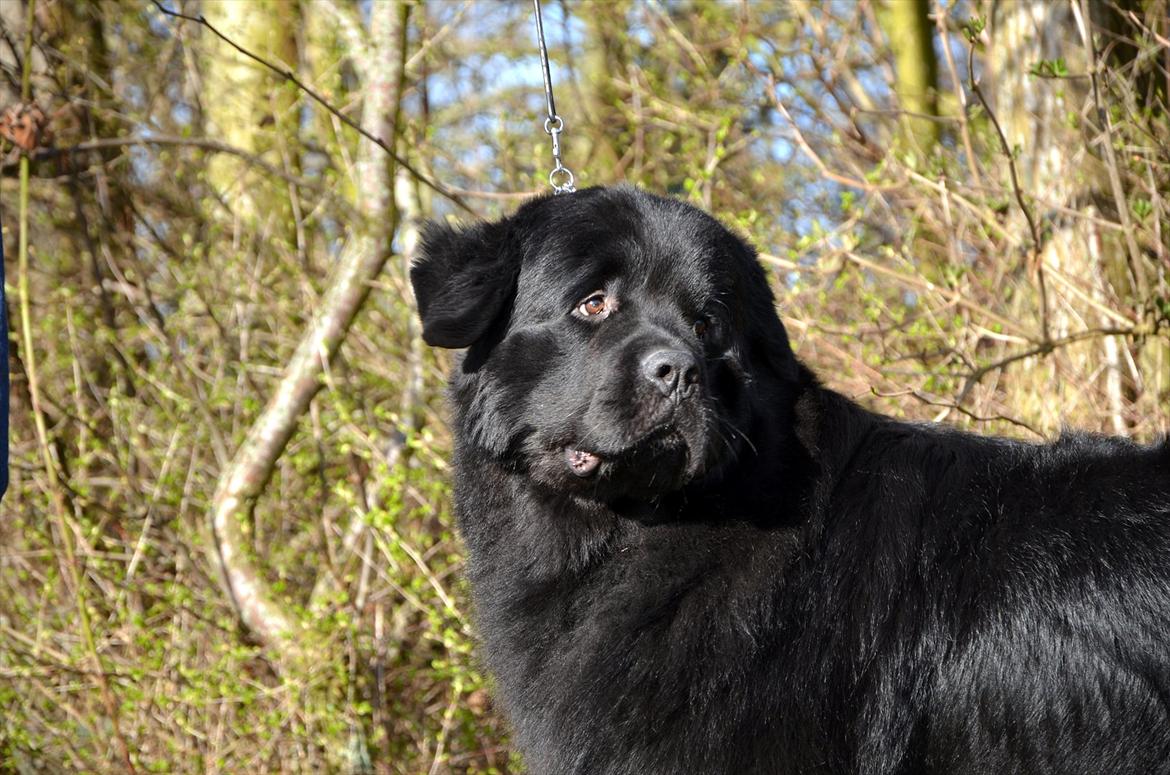 Newfoundlænder Aslan (Newf-line) - Aslan - Løven. billede 7