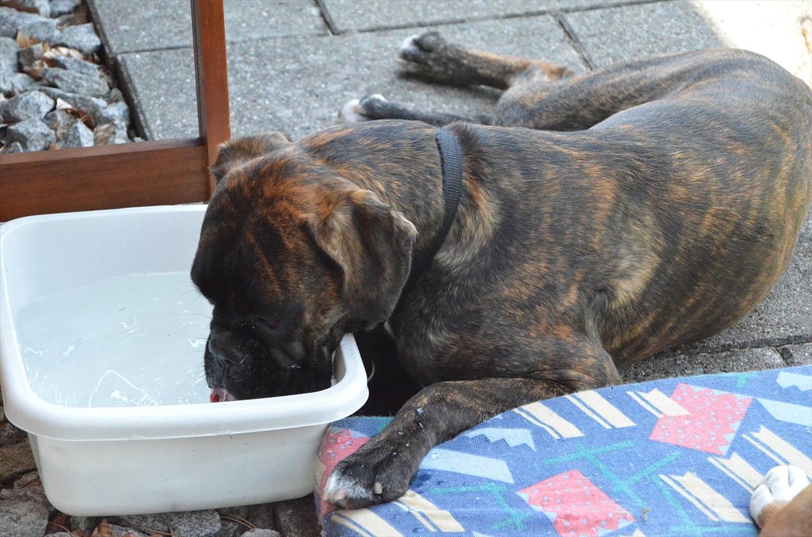 Boxer Bertha billede 8