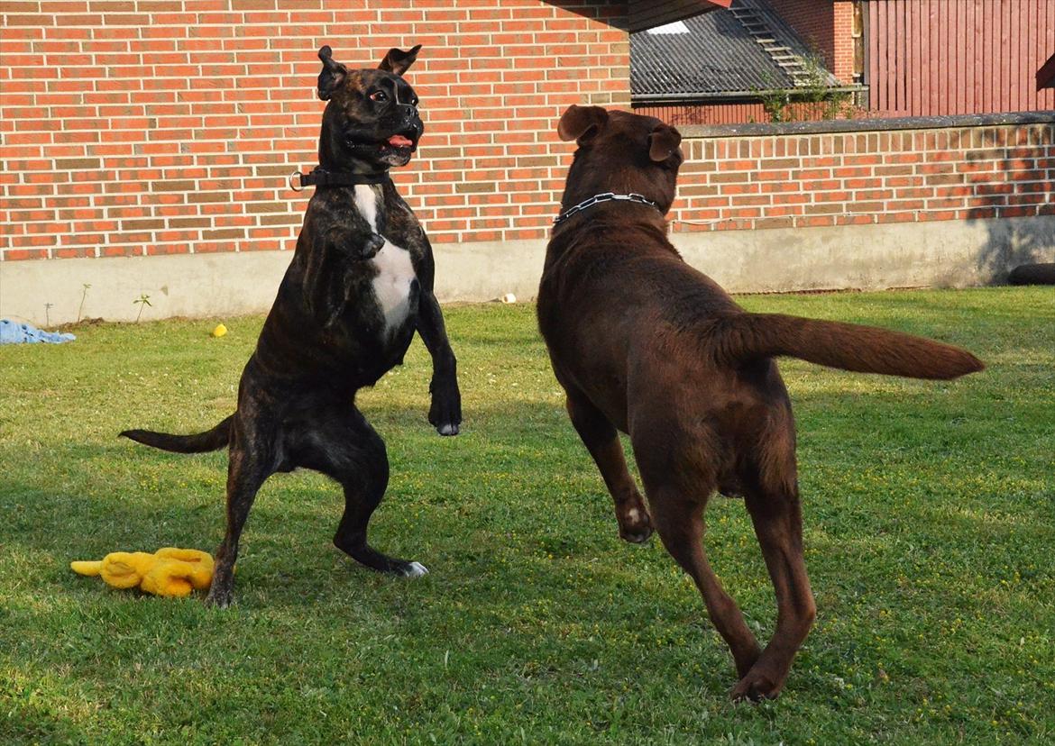 Boxer Bertha billede 9