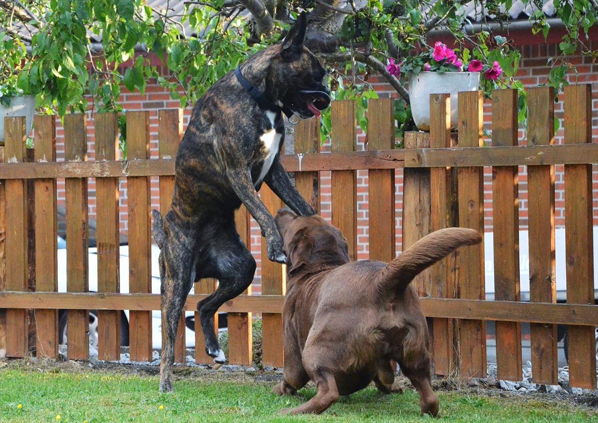 Boxer Bertha billede 10