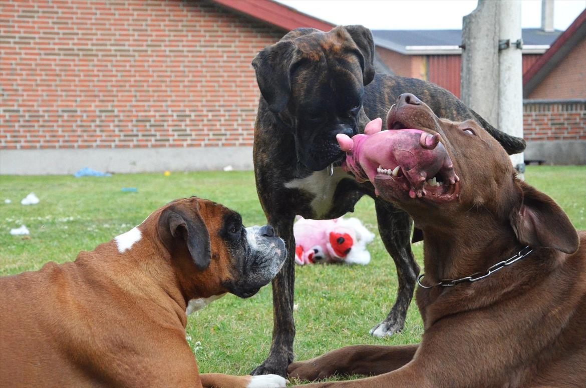 Boxer Bertha billede 11