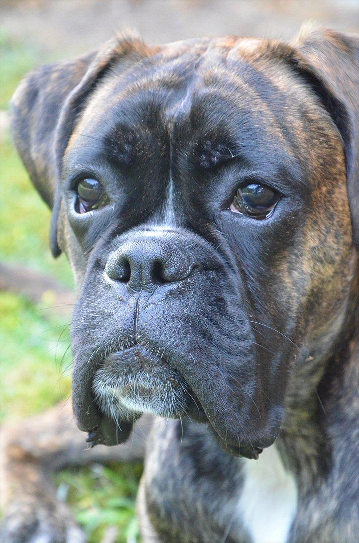 Boxer Bertha billede 12