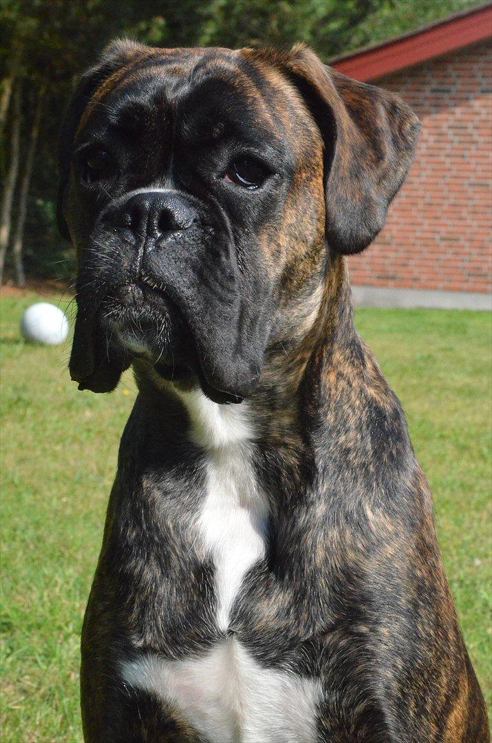 Boxer Bertha billede 13