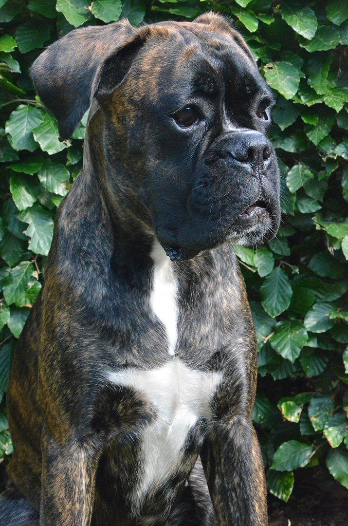 Boxer Bertha billede 14