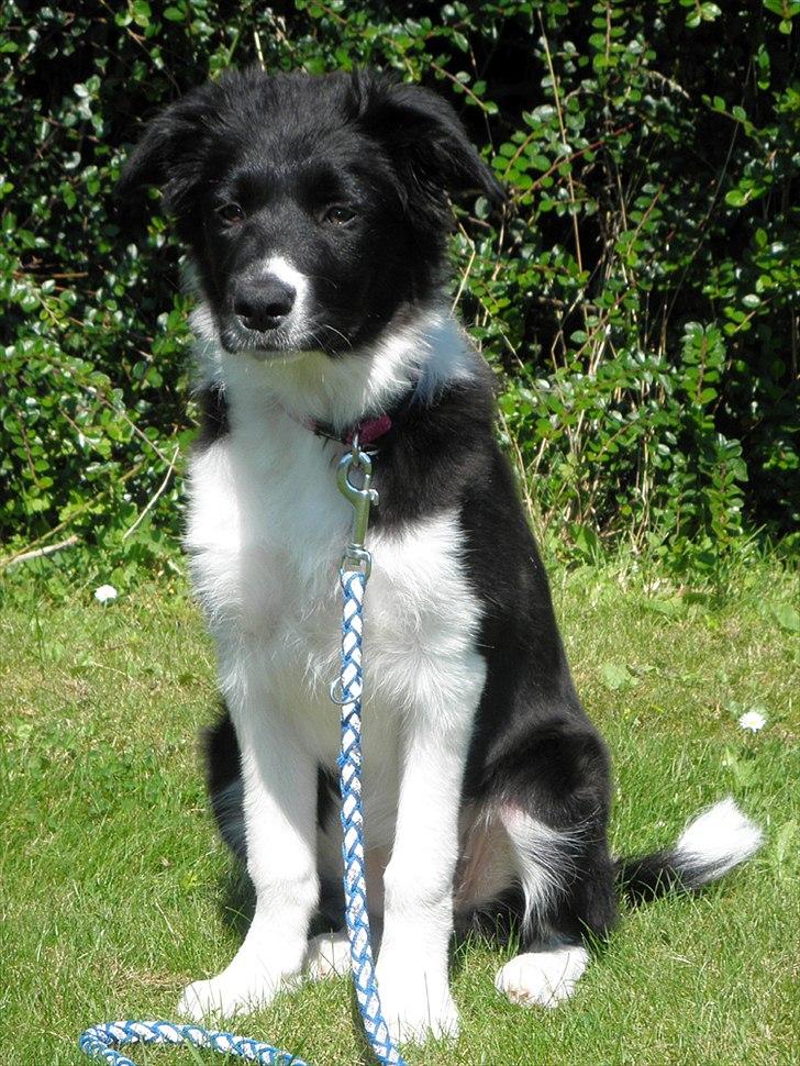 Border collie RBM RØM HTMF FS3 NW1 Danielssons Skyline Cassi billede 10