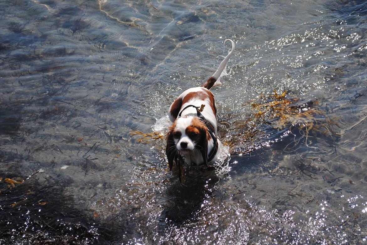 Cavalier king charles spaniel nala billede 18