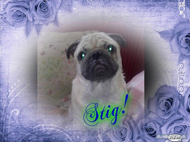 Mops Stig Helmer Himmelhund. billede 12