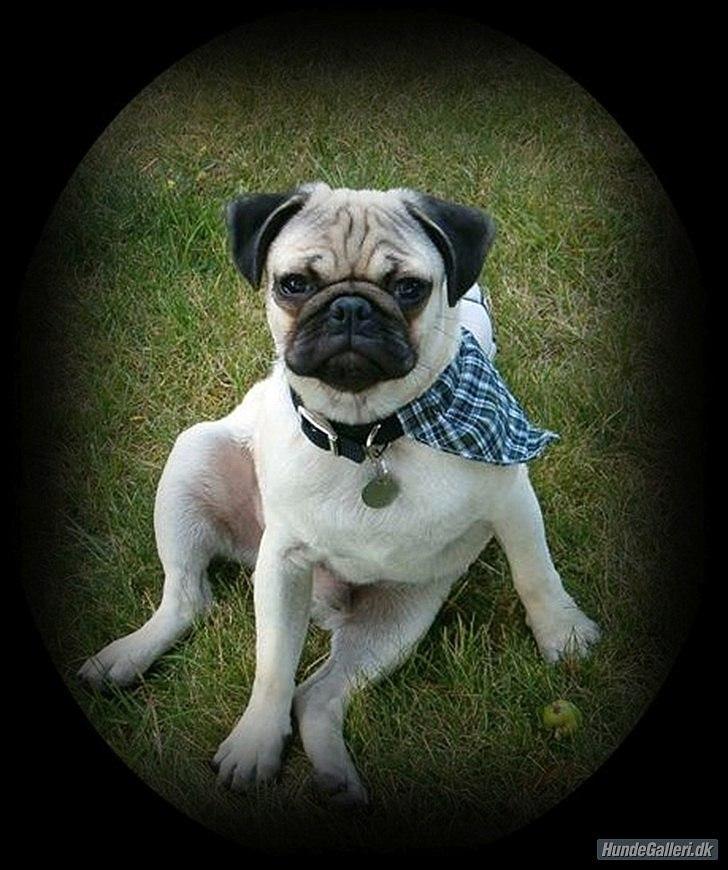 Mops Stig Helmer Himmelhund. billede 11