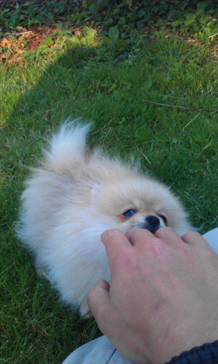 Pomeranian Cherie - Godbid til mig? billede 9