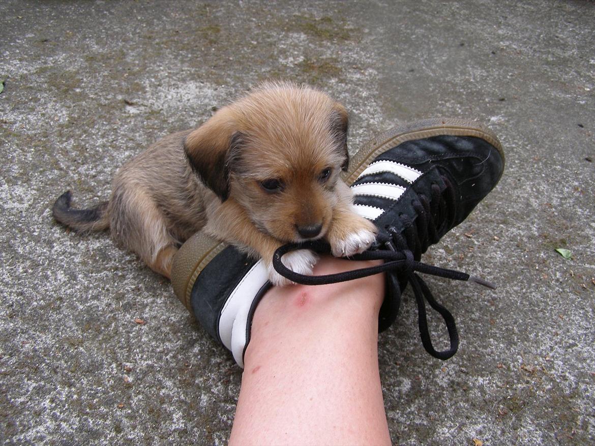 Blanding af racer juffi billede 1