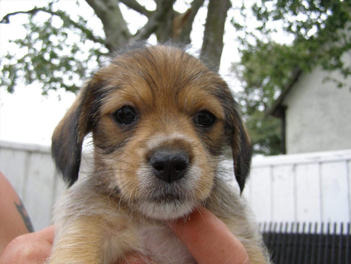 Blanding af racer juffi billede 2