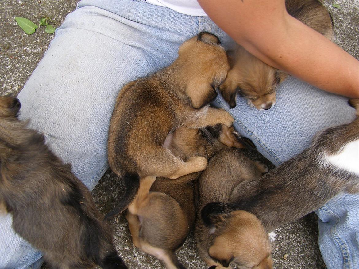 Blanding af racer juffi billede 5