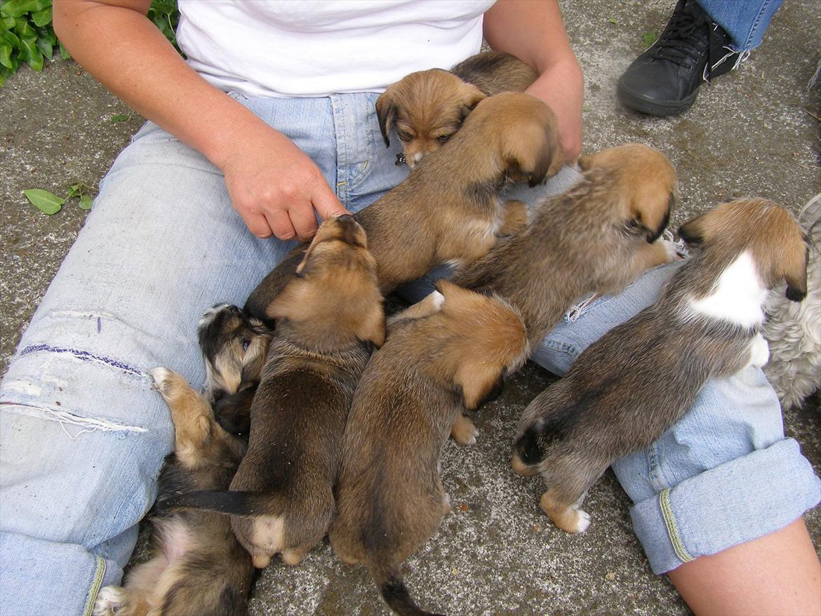 Blanding af racer juffi billede 6