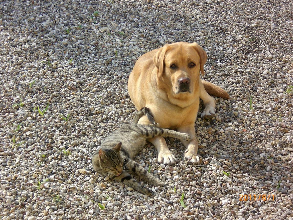 Labrador retriever Buster (himmelhund) - Gode venner billede 14