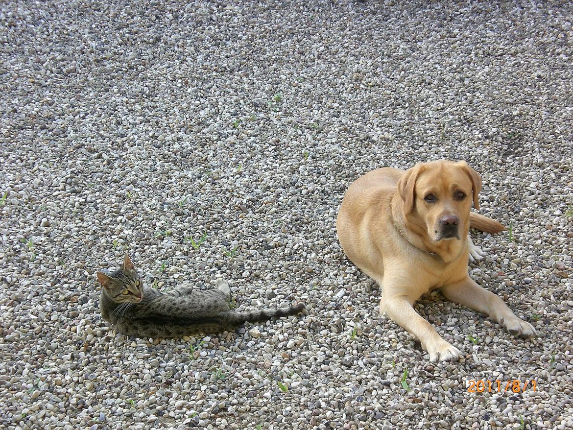 Labrador retriever Buster (himmelhund) - Gode venner billede 15