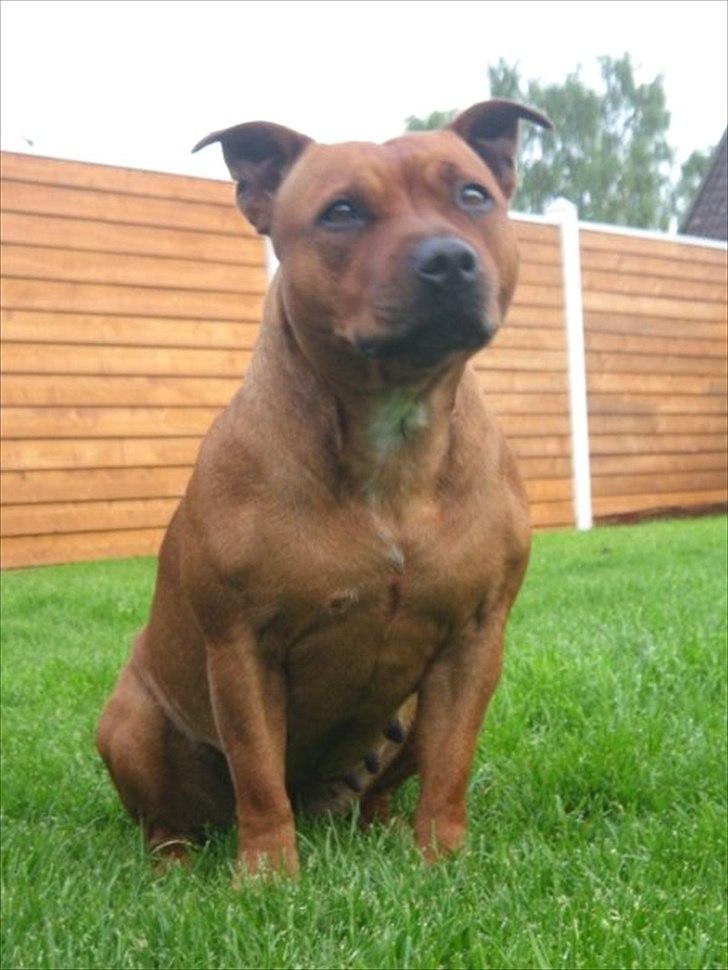 Staffordshire bull terrier Freja 4. januar 2013 <3 <3 R.I.P billede 12