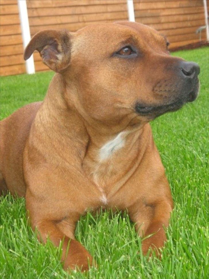 Staffordshire bull terrier Freja 4. januar 2013 <3 <3 R.I.P billede 14