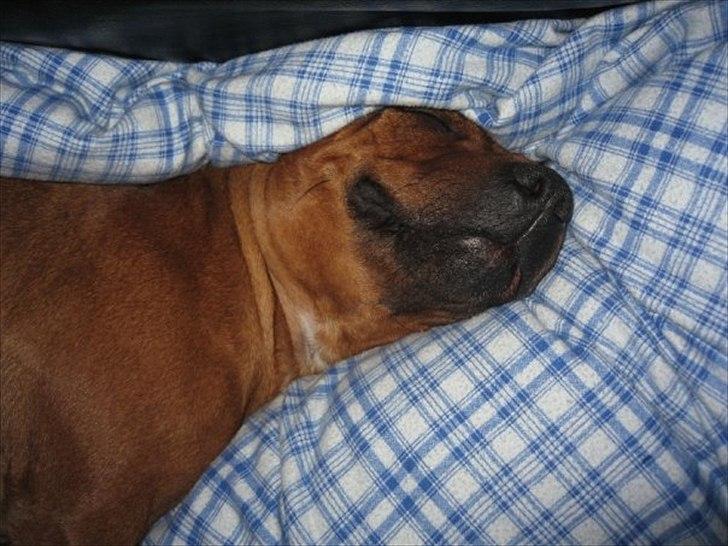 Staffordshire bull terrier Freja 4. januar 2013 <3 <3 R.I.P billede 15