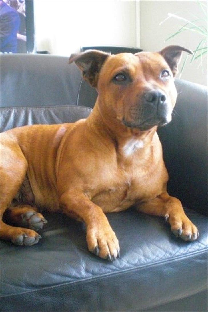 Staffordshire bull terrier Freja 4. januar 2013 <3 <3 R.I.P billede 16