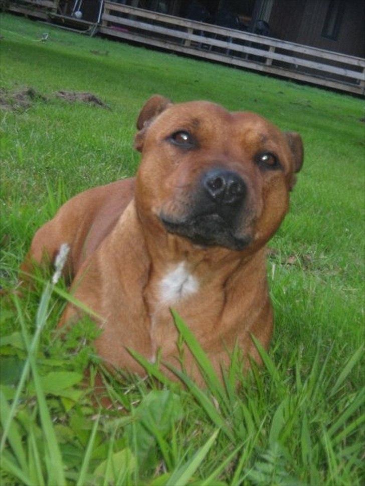 Staffordshire bull terrier Freja 4. januar 2013 <3 <3 R.I.P billede 18