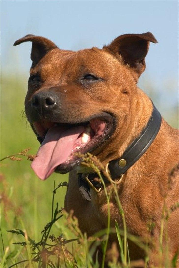 Staffordshire bull terrier Freja 4. januar 2013 <3 <3 R.I.P billede 19