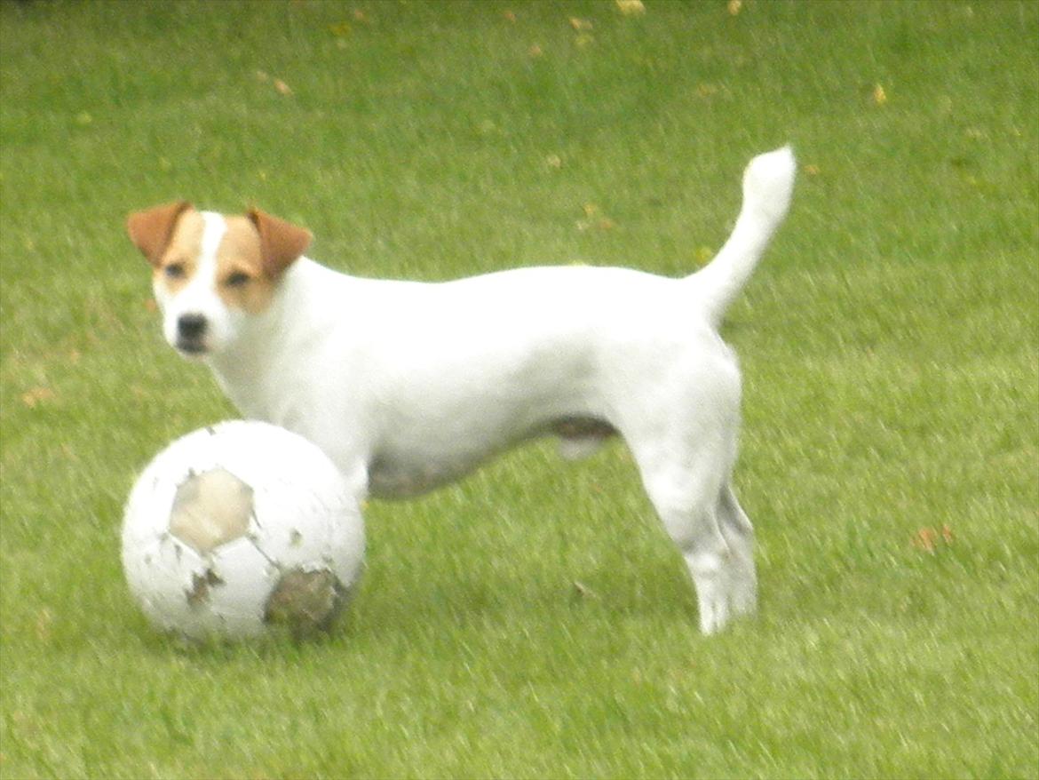 Jack russell terrier Rollo billede 7