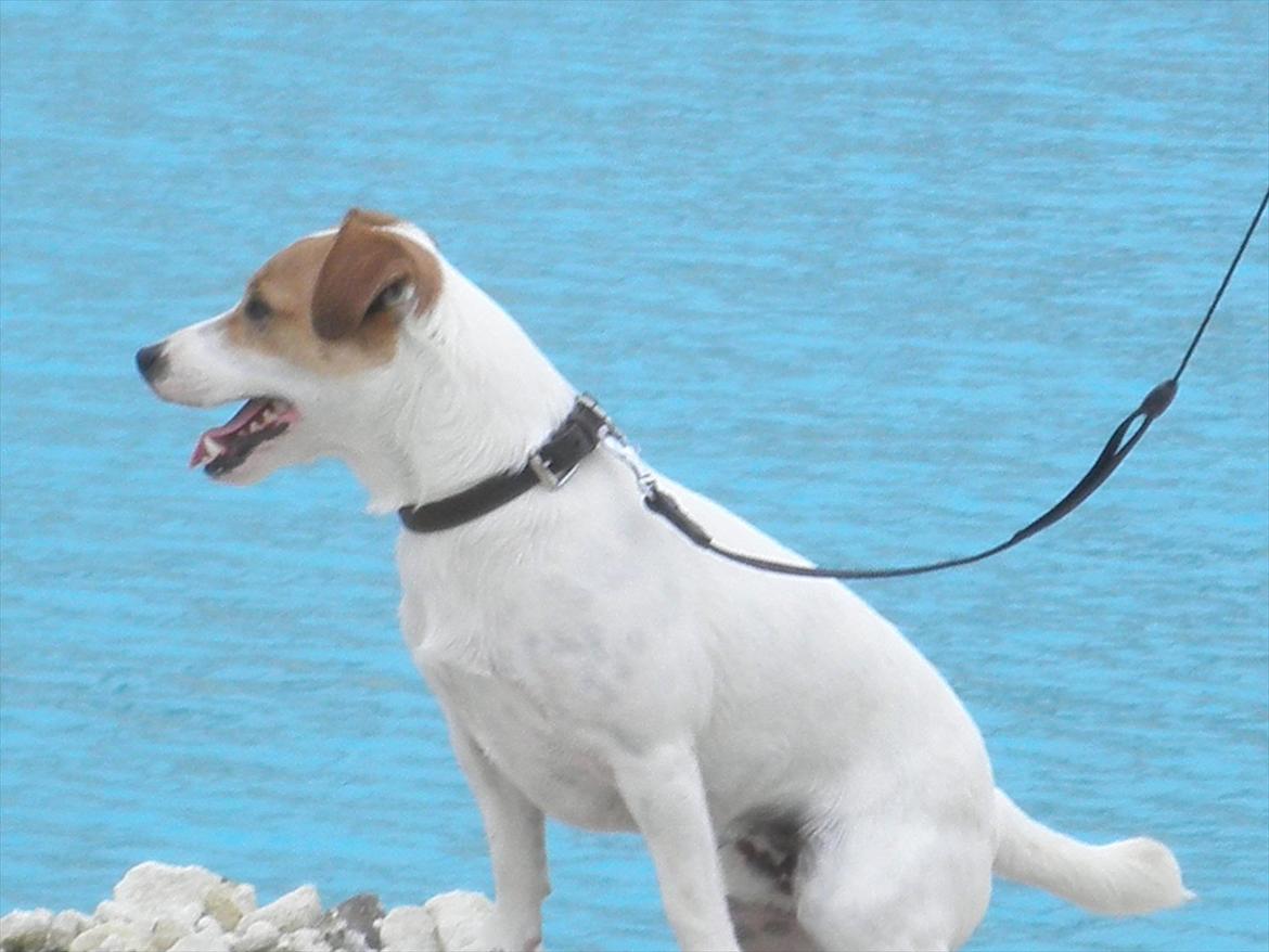 Jack russell terrier Rollo billede 8