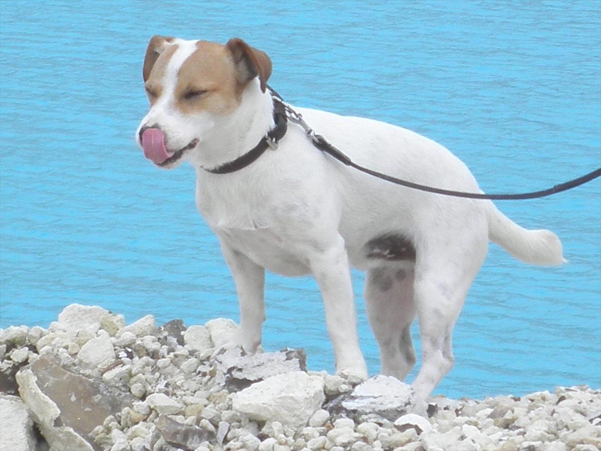 Jack russell terrier Rollo billede 9