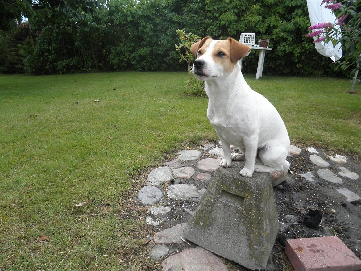 Jack russell terrier Rollo billede 10