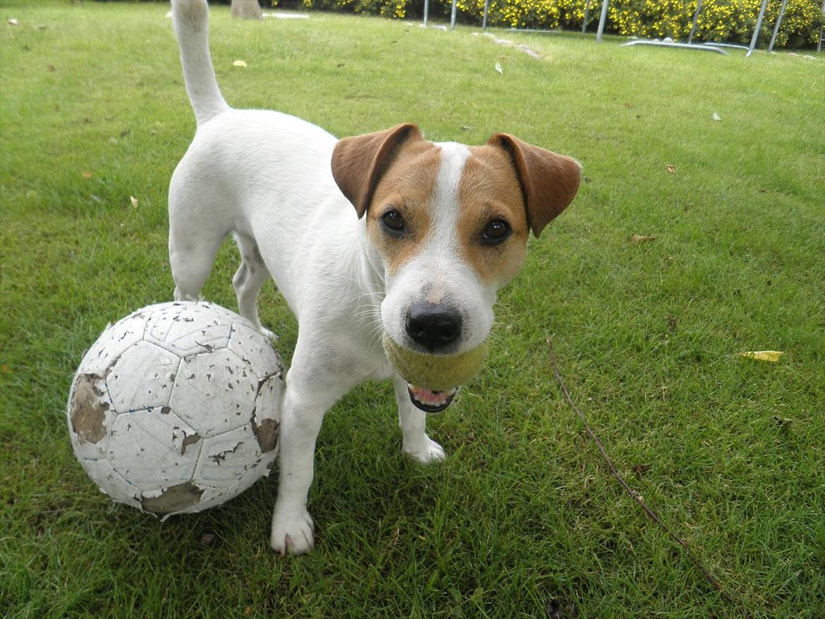 Jack russell terrier Rollo billede 11