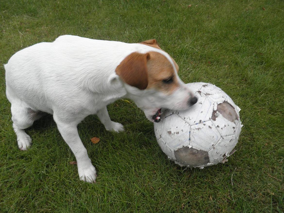 Jack russell terrier Rollo billede 12