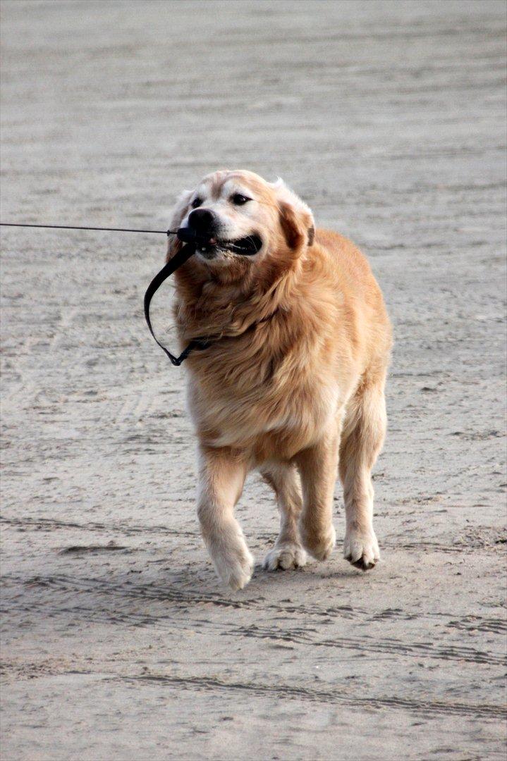 Golden retriever Simba billede 3