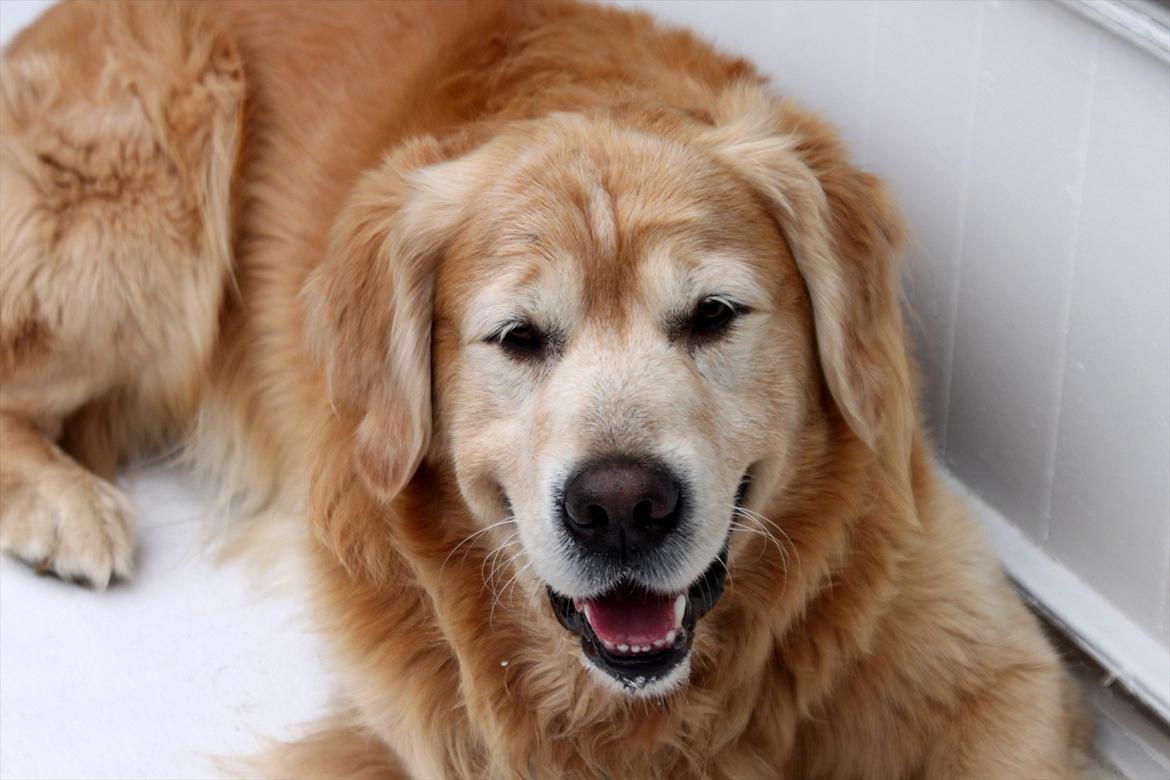 Golden retriever Simba billede 1