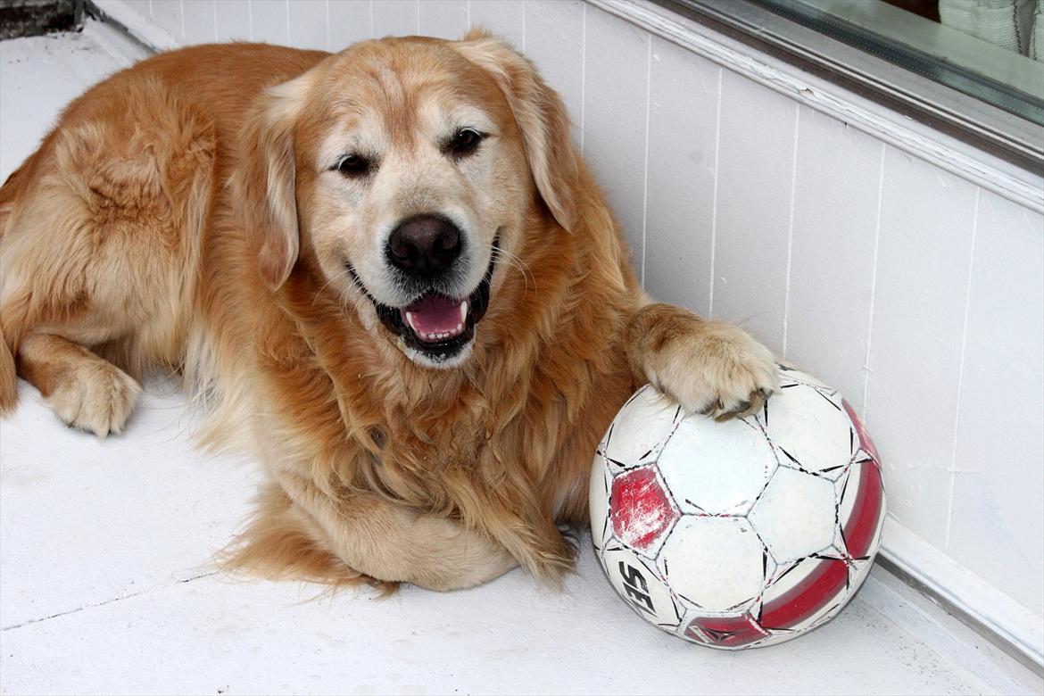 Golden retriever Simba billede 2