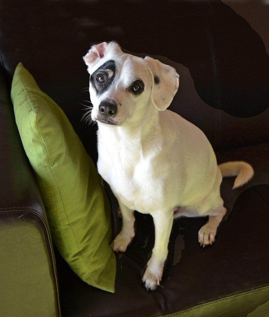 Dansk svensk gaardhund Holger billede 2