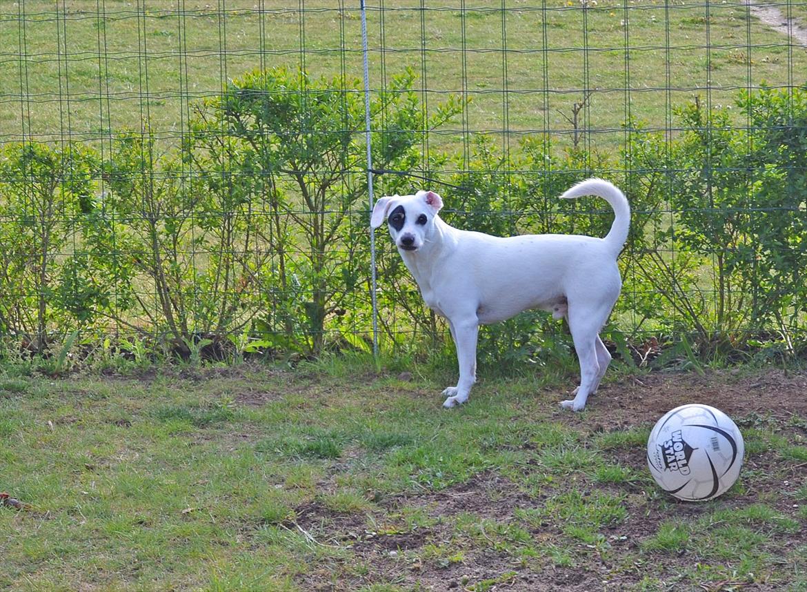 Dansk svensk gaardhund Holger billede 17