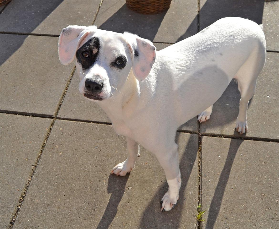 Dansk svensk gaardhund Holger billede 18