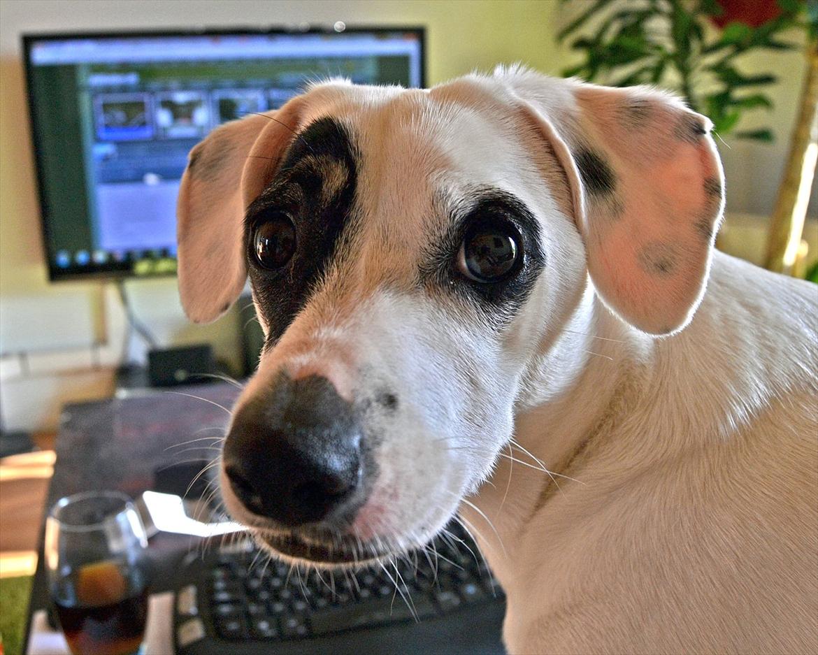 Dansk svensk gaardhund Holger billede 19