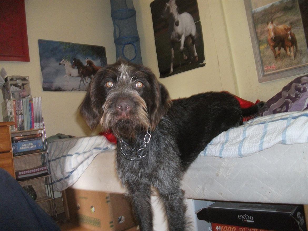 Ruhåret hønsehund Øksenhaven´s Dodo  billede 14