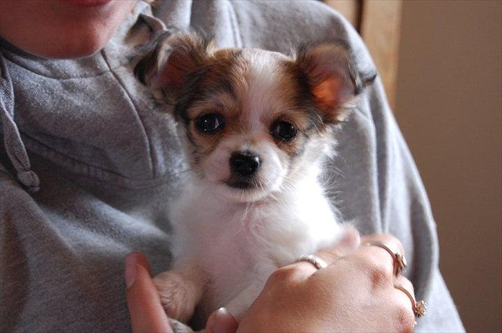 Chihuahua Diva billede 1