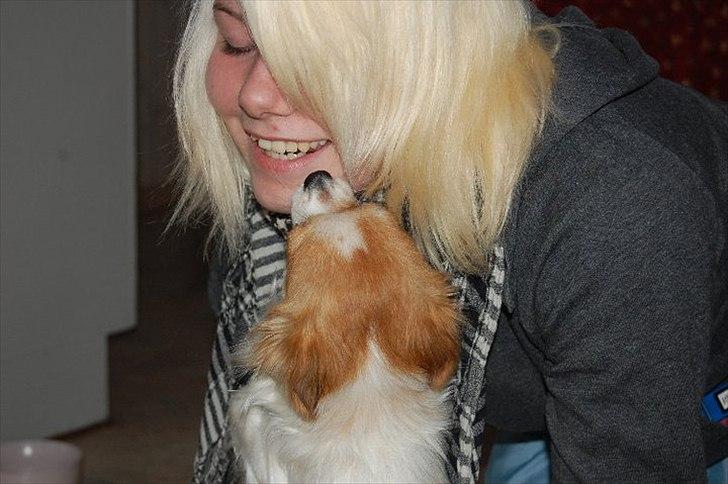 Chihuahua Diva billede 11