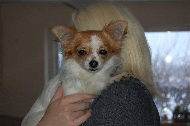 Chihuahua Diva billede 12