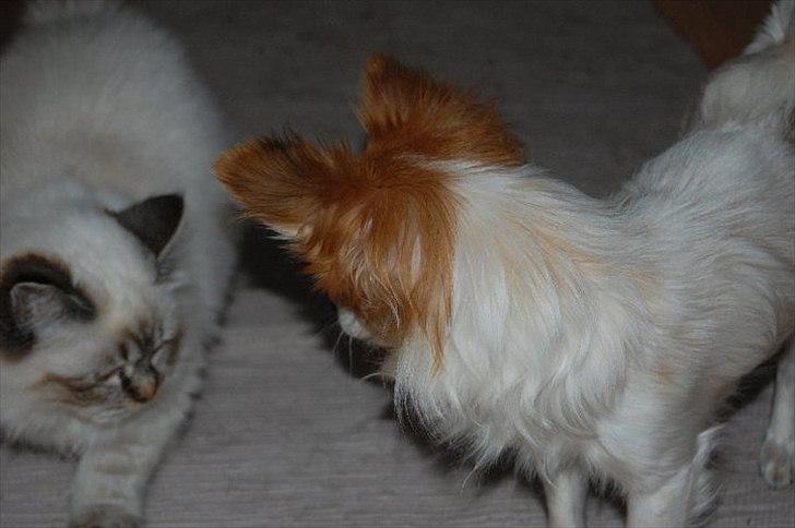 Chihuahua Diva billede 13