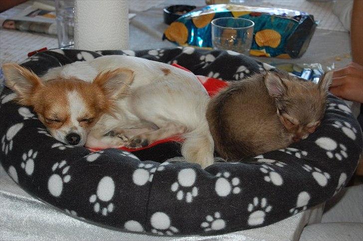 Chihuahua Diva billede 14